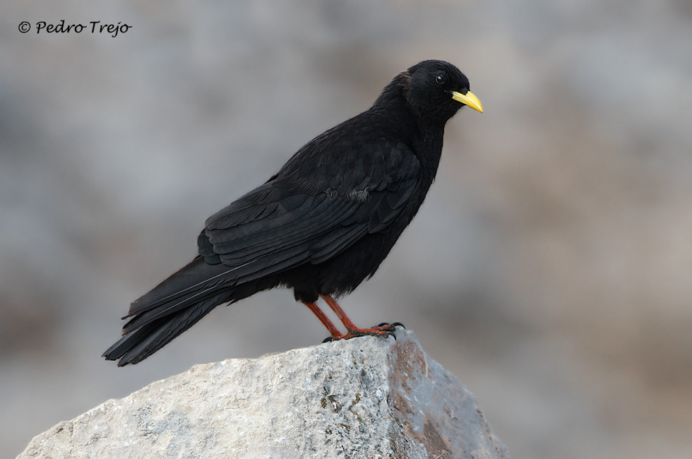 Chova piquigualda (Pyrrhocorax graculus)